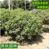 精品海桐球批发 四季常青护坡绿化盆栽灌木 围墙篱笆苗气味芳香