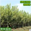 基地批发美国红枫树苗 园林彩色观叶植物盆栽花卉绿化小苗 秋火焰