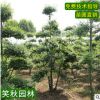批发小叶女贞造型树小区景观耐寒绿化植物树苗四季常青精品女贞桩