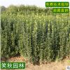 批发北海道黄杨 花坛篱笆绿篱植物工程绿化苗木四季常青黄杨小苗