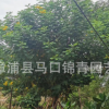 黄花槐移植苗 黄花槐容器苗 规格齐全 市政景观园林供应商