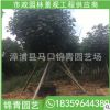 黄瑾基地直供 黄瑾 绿化工程苗木绿化行道树批发