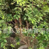 嘉宝果树容器苗 树葡萄袋苗 各种规格供应 基地批发