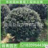 龟甲冬青球基地直供 龟甲冬青球 绿化工程苗木 大量批发