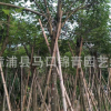 黄花风铃木报价 黄花风铃木批发 风景树 行道树 漳州基地直供