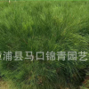 千头木麻黄报价 木麻黄批发 园林景观工程供应商 漳州基地直供