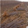 批发供应苹果树苗红露蛇果苹果苗适合南方种植新品种果树苗