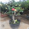 嫁接苹果盆栽红富士苹果树盆景适合庭院阳台种植的绿植果树盆栽