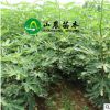 山东种植基地 无花果树苗波姬红 青皮 品种齐全 嫁接苗 量大优惠