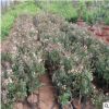 山东基地红色金银花苗 红白色金银花树苗 平邑金银花高产量品种好