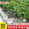 基地现货供应苗木珙桐杯苗 露地工程道路绿植绿化观赏鸽子树