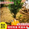 曼地亚红豆杉挂果杯苗 带营养杯红豆杉杯苗 带花蕾观叶观果红豆杉