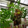 基地直发观叶植物小盆栽 室内花卉绿植物绿化用鸟巢蕨批发