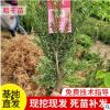 基地供应 园林花卉苗木粗杆苗 种植移栽粗杆盆栽苗灌木粗杆苗