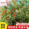 基地供应 曼地亚红豆杉果实 新鲜红豆杉干果 夏禹林苗木红豆杉茶