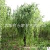 垂柳树苗批发绿化工程苗木 公园行道风景庭荫树嫁接金丝垂柳