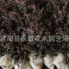 红花继木小苗批发园林花坛彩色绿化苗木工程红花继木苗