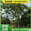 绿化工程 苗木基地批发乔木栾树树苗 精品栾树 8-30公分