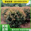 各种规格精品红叶石楠球 红叶石楠毛球火焰红罗宾品种齐全价格优