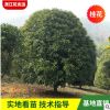 基地供应绿化庭院桂花树 八月金秋桂花 带花浓香四季桂花树