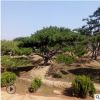 山东造型景松风景松平顶松泰山景松迎客松流苏竹子丝绵木银杏杜仲