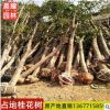 土地征收拆迁赔偿占地桂花树垃圾砍头树金桂工程绿植桂花树苗大树