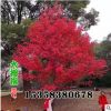 红枫树苗四季中国红庭院正宗美国日本红枫红舞姬盆栽园林绿化苗木