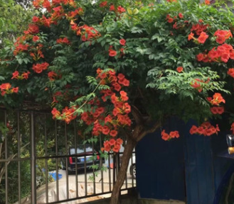 凌霄花苗爬藤植物美国庭院花园攀援花卉阳台藤本盆栽炮仗花喇叭花