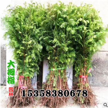 水杉树苗盆景小苗植物室内树木南方大型金叶杉树苗地栽树绿化苗木