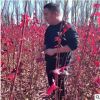红枫树苗四季中国红庭院美国日本紅舞姬盆景园林绿化植物低价批发