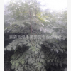 专业供应大小规格栾树苗 绿化栾树苗 厂家批发出售北栾苗