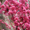 长期出售绿化苗 榆叶梅小苗 规格全 丛生榆叶梅 欢迎选购