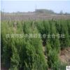 绿化工程蜀桧苗 批发出售规格全蜀桧树苗 直销山东蜀桧苗