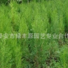 常年供应园林绿化侧柏树苗 直销大小规格侧柏苗 侧柏小苗