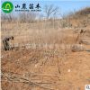 苗圃直销 樱桃苗 巴西甜樱桃树苗 根系发达