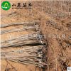 樱桃苗基地 批发供应 优质巴西樱桃苗 质优价廉