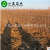 基地提供 大金星山楂苗 山楂苗批发 根系发达 量大从优