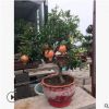 盆栽石榴挂果石榴盆景阳台庭院种植果大籽甜品种大红袍