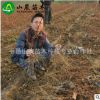 苗圃提供 美人指葡萄苗 葡萄苗批发 成活率高