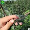 长期供应 苹果苗产地 嘎啦苹果苗 价格合理 根系发达