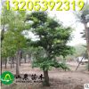 工程绿化苗木 榉树 榉树基地 货源充足 规格齐全 量大优惠