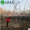 苗圃供应 美国车厘子樱桃树 车厘子樱桃树价格 优惠