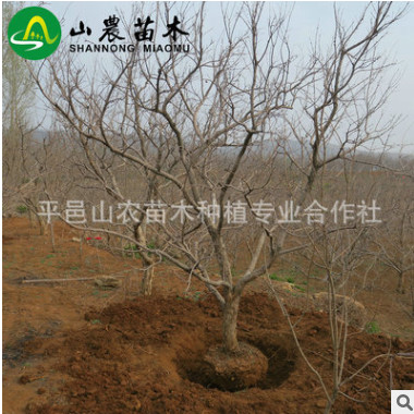 长期供应 大红石榴树 高产量石榴树 石榴树批发