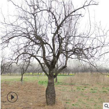 花瓶枣树古桩大肚子枣树佛肚造型百年树龄50 60公分基地