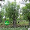 龙须枣 盘龙 庭院景观树 茶壶造型枣树 占地35公分