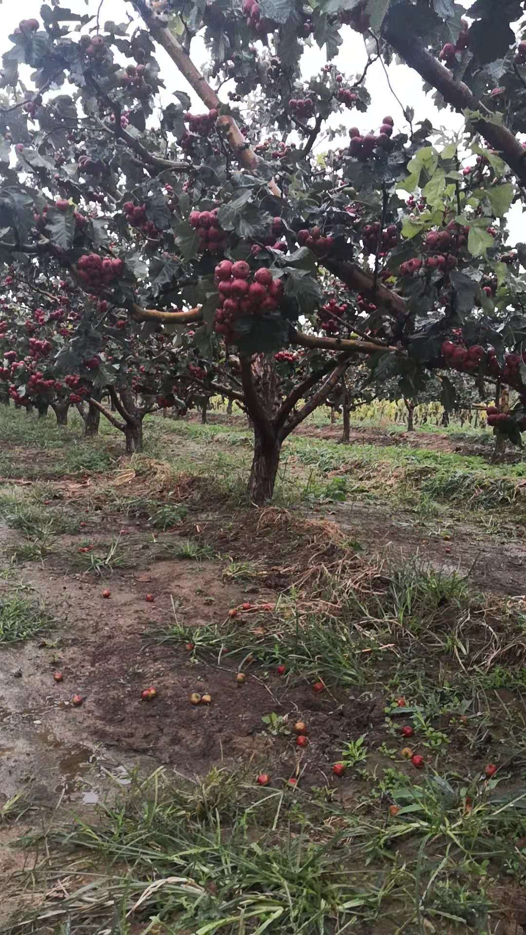 山楂树