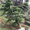 基地供应造型黄金水蜡 湖南金叶女贞 金森女贞地栽苗 规格齐全