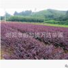 紧急出售湖南地被灌木扦插红花继木小苗苗秧0.18元/棵高度10-15gf