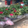 基地直销高10 15 20 25公分的茶梅小苗 优良茶梅球 茶梅树