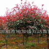 3公分单杆红叶石楠批发 高杆红叶石楠树价格尽在湖南万达苗圃